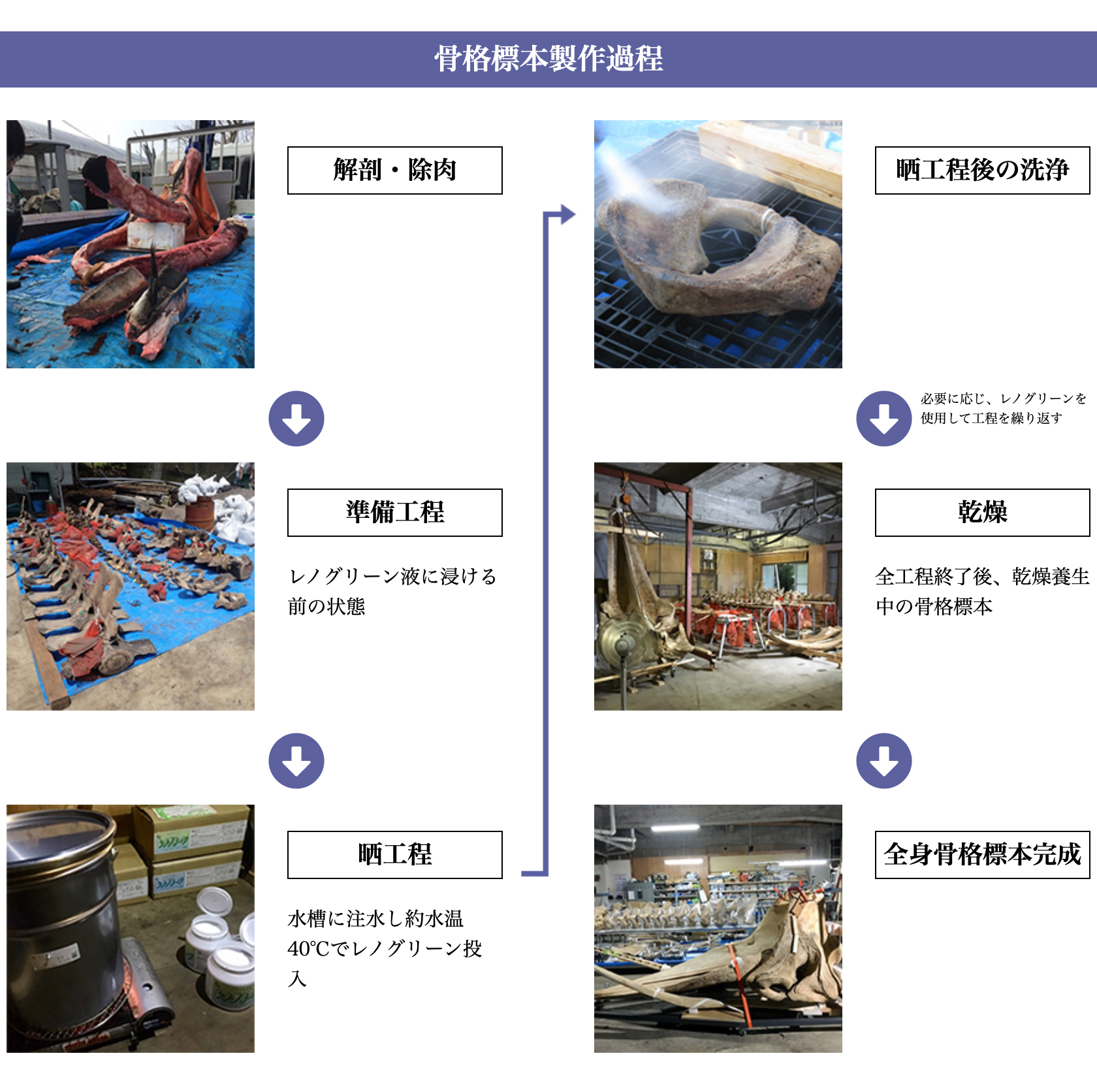 骨格標本製作過程