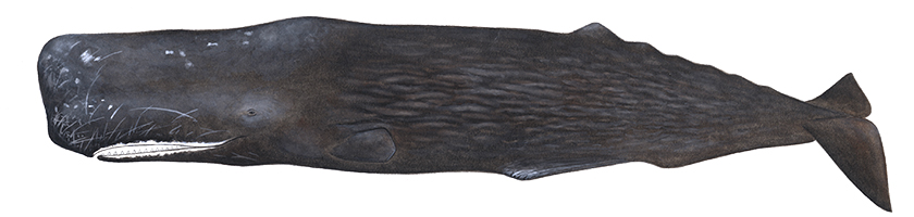 マッコウクジラ